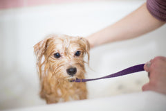 TubShroom for Pet Owners: Say Goodbye to Fur-Clogged Drains and Drain Cleaning Stress