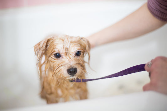 Pet Owners' Guide to Hair-free Drains: TubShroom's Role in Grooming and Bathing Your Furry Friends