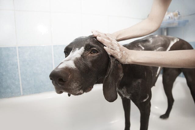 Keep Your Pets Safe: TubShroom as a Pet-Friendly Drain Protector Solution