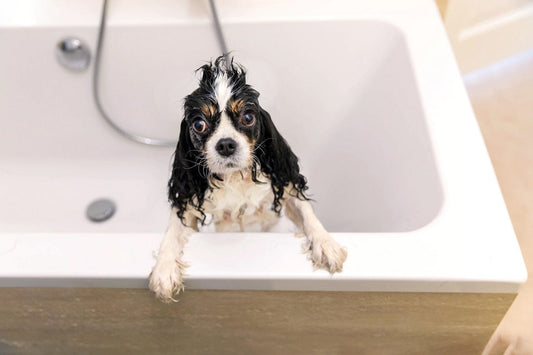Keep Your Pet-Friendly Home Pristine with The Shroom Company’s Strainers