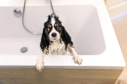 Keep Your Pet-Friendly Home Pristine with The Shroom Company’s Strainers