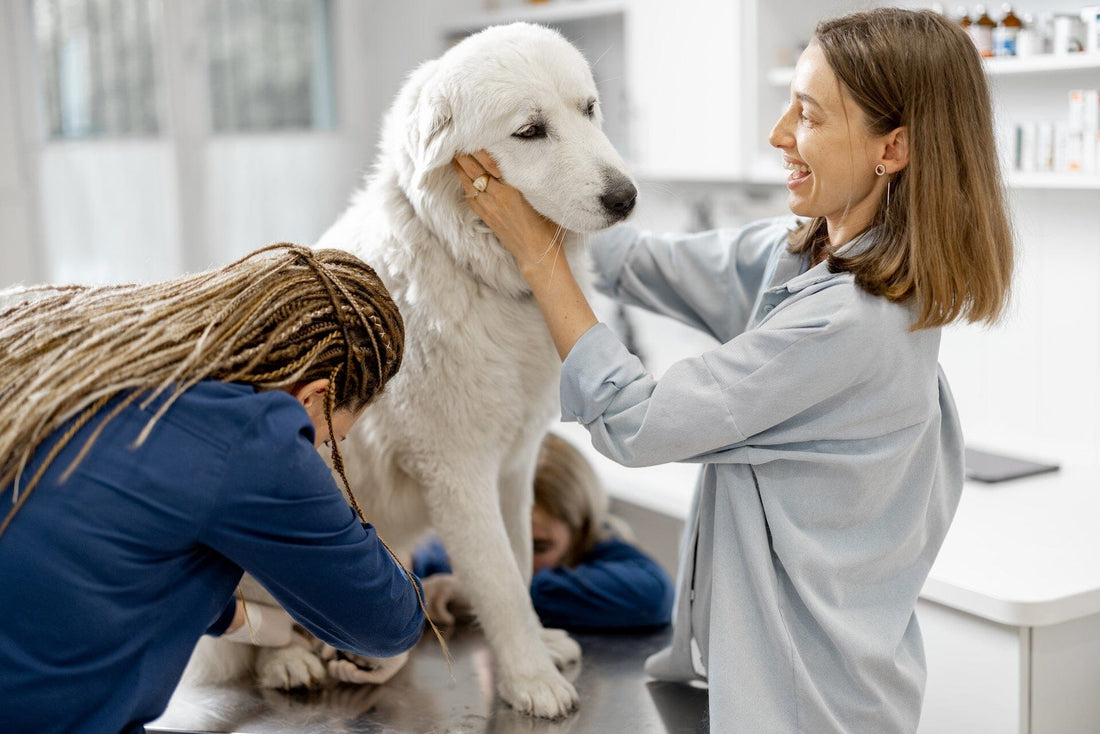 Essential Pet Grooming Tips: How TubShroom Enhances Bath Time for Your Furry Friends