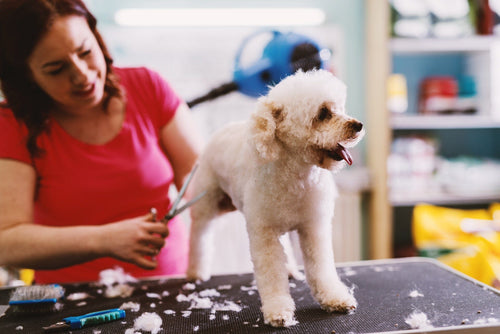 Unleashing the Power of TubShroom in Pet Grooming: Hassle-Free and Drain Friendly