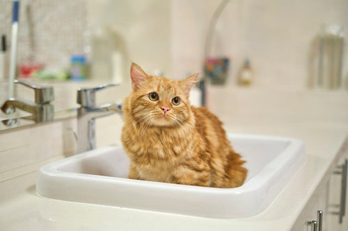 Pet Grooming Made Easy: ShowerShroom, SinkShroom, and Kitchen SinkShroom Strainers