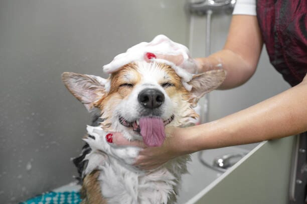 How to Bathe Your Dog Without Clogging the Drain