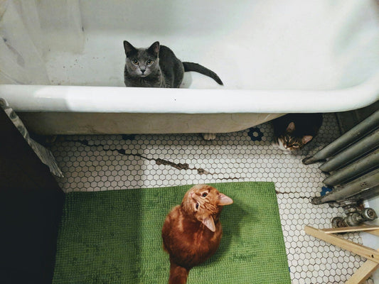 How TubShroom Saves Time, Money, and Stress in Pet Owners' Lives