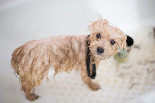 5 Tips to Help You Prevent Drain Clogs during Dog Baths