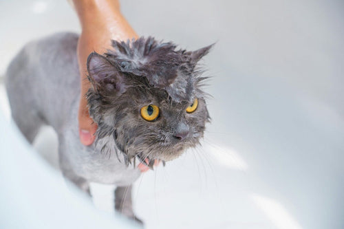 Prevent Pet Hair Clogs with TubShroom's Strainer Solutions