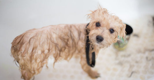 Summer Dog Baths Without Fur-Clogged Drains: What Pet Owners Should Know