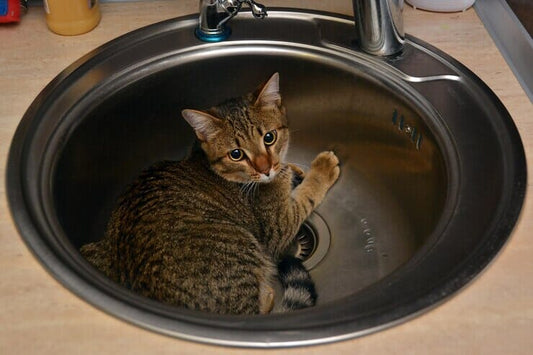 Pet-Friendly Homes: ShowerShroom, SinkShroom, and Kitchen SinkShroom for Easy Drain Maintenance