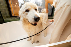 TubShroom for Pet Owners: Keeping Pet Hair at Bay and Shower Drains Flowing Smoothly