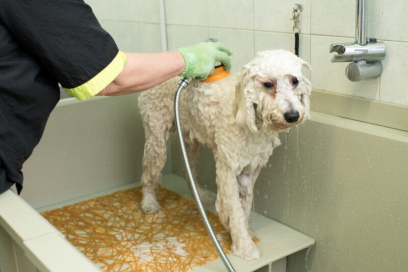 Eliminate the Stress: How The Shroom Company's TubShroom Can Transform Your Pet Grooming Routine