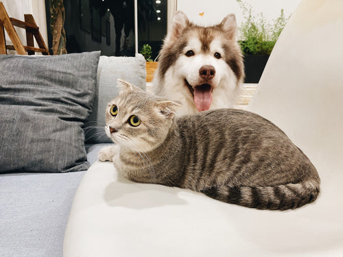 The Shroom Company for Pet Owners: Protect Your Drains in a Multi-Pet Household
