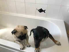 Your Pet-Friendly Home: Maintain Clean and Clog-Free Drains with ShowerShroom, SinkShroom, and Kitchen SinkShroom Strainers