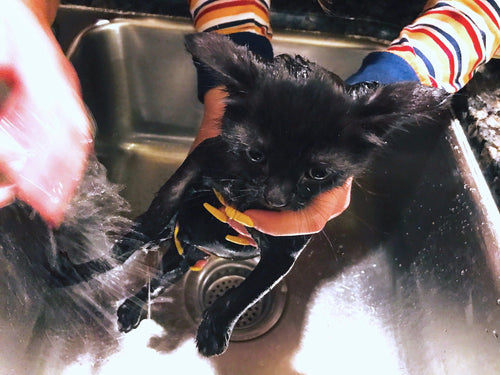 Taming Pet Hair: Prevent Shower and Sink Clogs with ShowerShroom